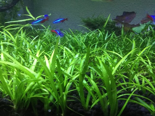 Live dwarf sagittaria - live,