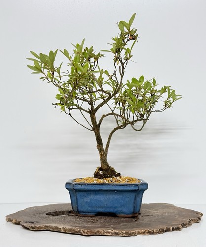 Way life bonsai - of, tree