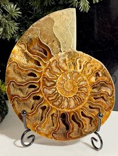 Ammonite Crystal Fossil Large