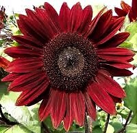 Rouge royale sunflower - royale, seeds