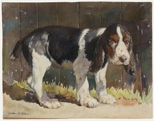 Arthur Wilson Gay (1901-1958)  - c.1950 Watercolour, Springer Spaniel Puppy
