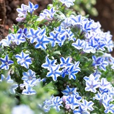 Lithodora 'Blue Star' |