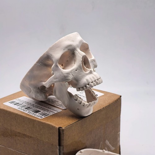 Human skull replica - human,