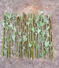 20 willow cuttings - green