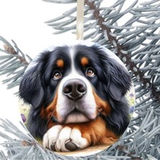 Bernese Mountain Dog Hanging