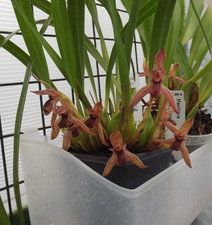 Maxillaria meleagris Species