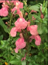 Salvia 'Senorita Leah' - 9cm