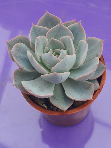 Echeveria lilacina - echeveria, 'lilacina'