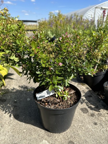 Escallonia showstopper - escallonia, 'showstopper'
