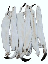 Tanned Weasel, Prime winter