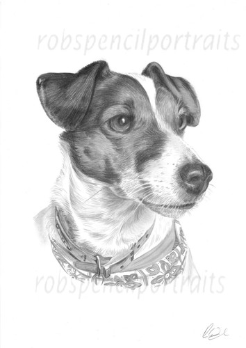 Hand drawn pet portrait - drawn,