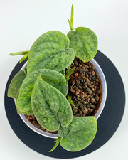 Rare Scindapsus 'Wallet Sakti'