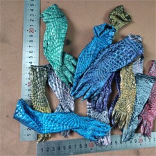 2X Real Alligator Crocodile
