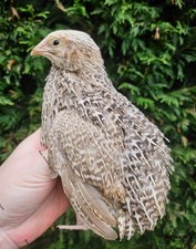 12 X Sparkly Coturnix Quail