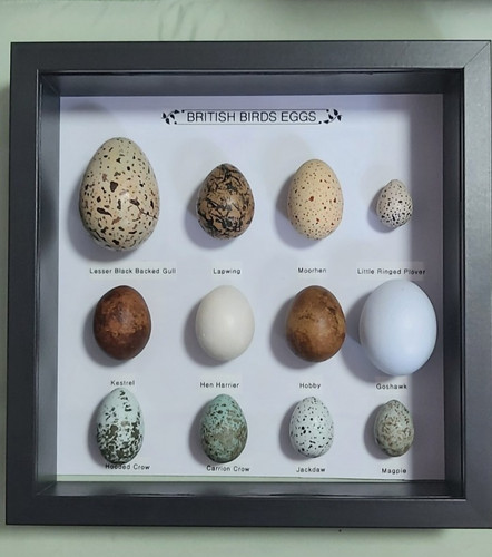 Replica birds eggs framed all - birds,