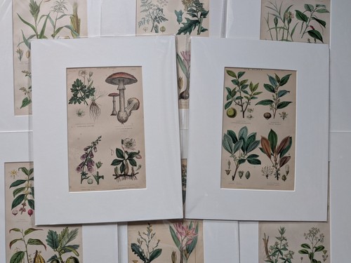 Victorian antique botanical - victorian,