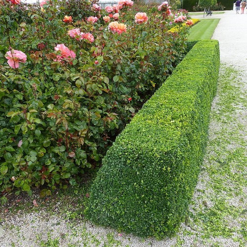 Common box buxus - common, box/buxus