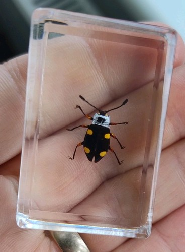Real fungus beetle bug insect - fungus,