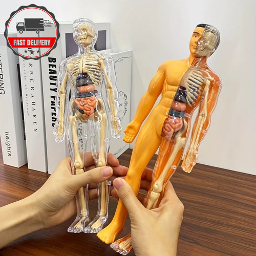 Human body torso model - body,