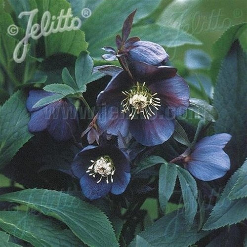 Hellebore single slate - ‘single,