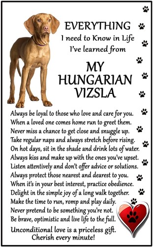 Hungarian vizsla dog gift - vizsla,