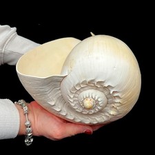 Extra Extra Large Melon Shell