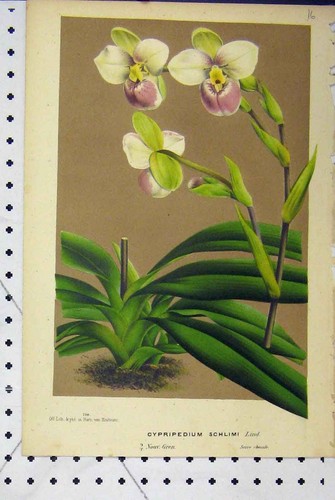 Old antique print - old,