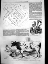 Antique Old Print Dough Machine Best Shorthorn Ox Smithfield Cattle Show 1857