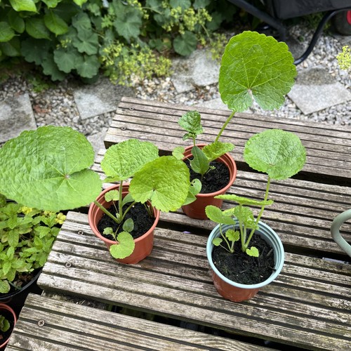 9cm pot plants hollyhock - 3x,
