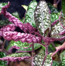 Hemiographis Colorata -