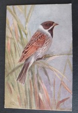 Bird Postcard, Reed Bunting