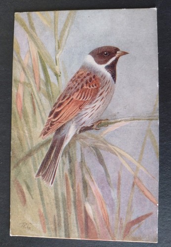 Bird postcard reed bunting - bird,