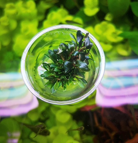 Bucephalandra red mini - red, in