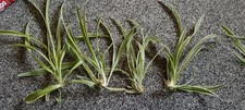 X3 Spider Plant Bareroot Green