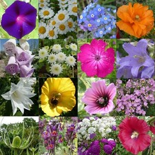 TOUCHWOOD SCATTER PACKS SEEDS