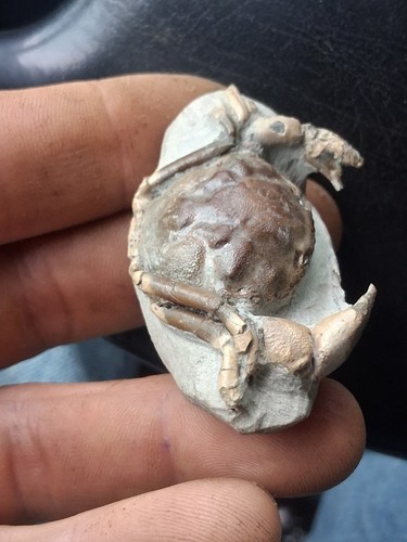 Pulalius vulgaris crab - pulalius,