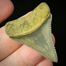 Museum Grade Great White Shark Tooth 1.53" Megalodon Teeth Era Fossil unrestored