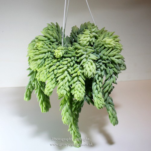 10x leaves sedum - leaves,