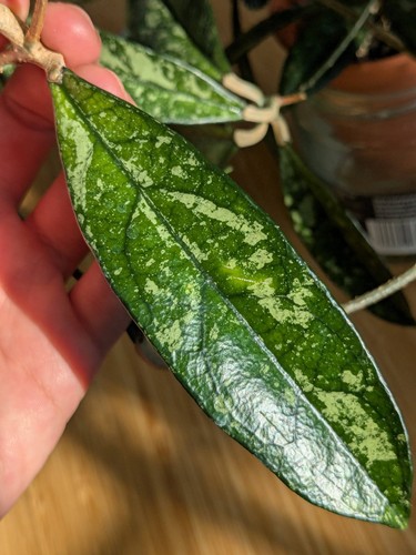 Hoya crassipetiolata splash - crassipetiolata,