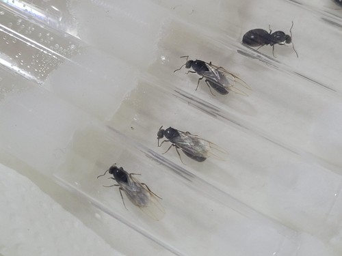 Live lasius queen ant black - lasius,
