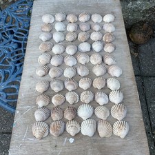 60 Lovely Large Sea worn Cockle Shells From The Kent Coast
