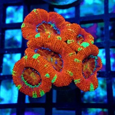 Wysiwyg acan lord coral frag - wysiwyg,