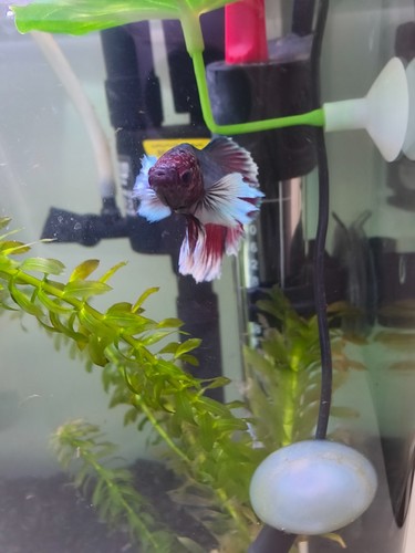 Full fish setup everything - setup,,