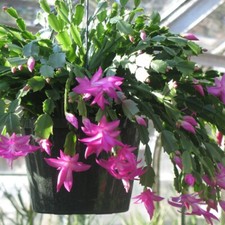 Purple Flowers Christmas