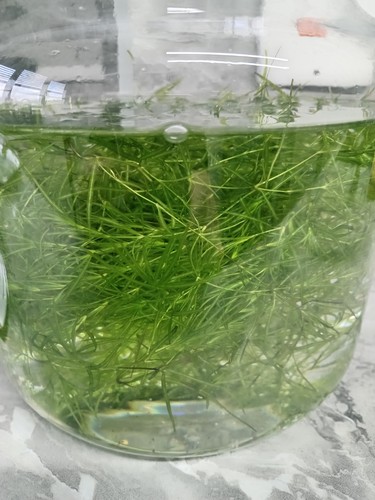 Guppy grass najas - guppy,