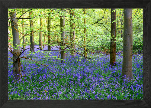 Bluebell forest spring - forest,