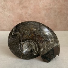 Rare Full Goniatite Fossil 17cm Polish Both Sides Ancient Devonian Sea Creature