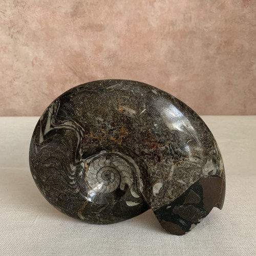 Rare full goniatite fossil - full,