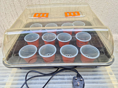 Sankey 52cm seeds cuttings - sankey,