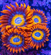 Blue Eyed Blonde Zoa Zoanthid